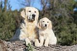 GOLDEN RETRIEVER 499